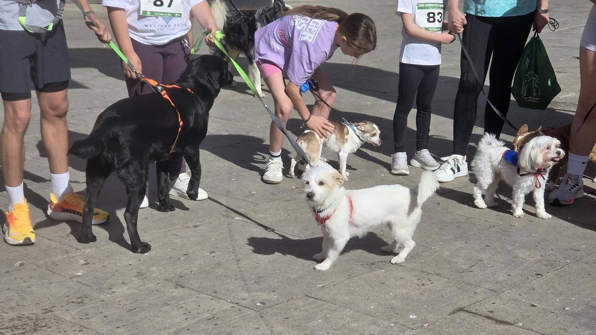 Archidona acogió ayer la Feria del Perro, una de las citas más importantes del sector.