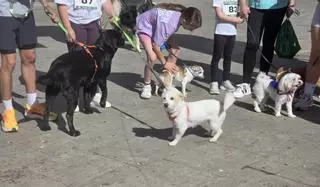 La XXXIII Feria del Perro Archidona, en imágenes