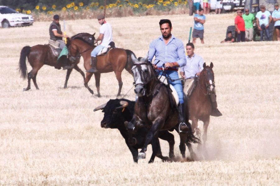 Fiestas en Zamora: Encierro campero en VIllaescusa