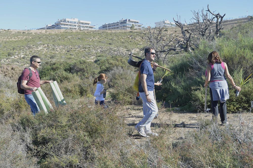 Reforestación en el Clot de Galvany, en imágenes