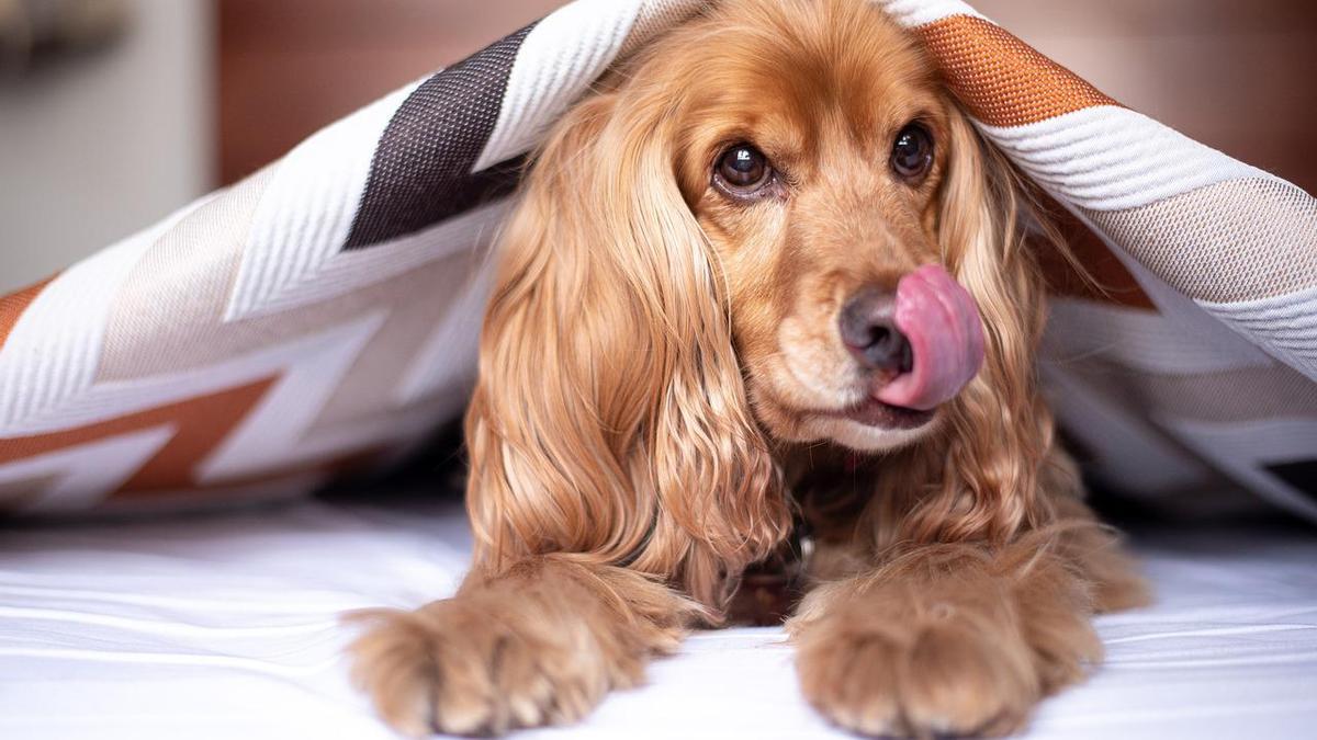 Cocker spaniel, raza de perro.