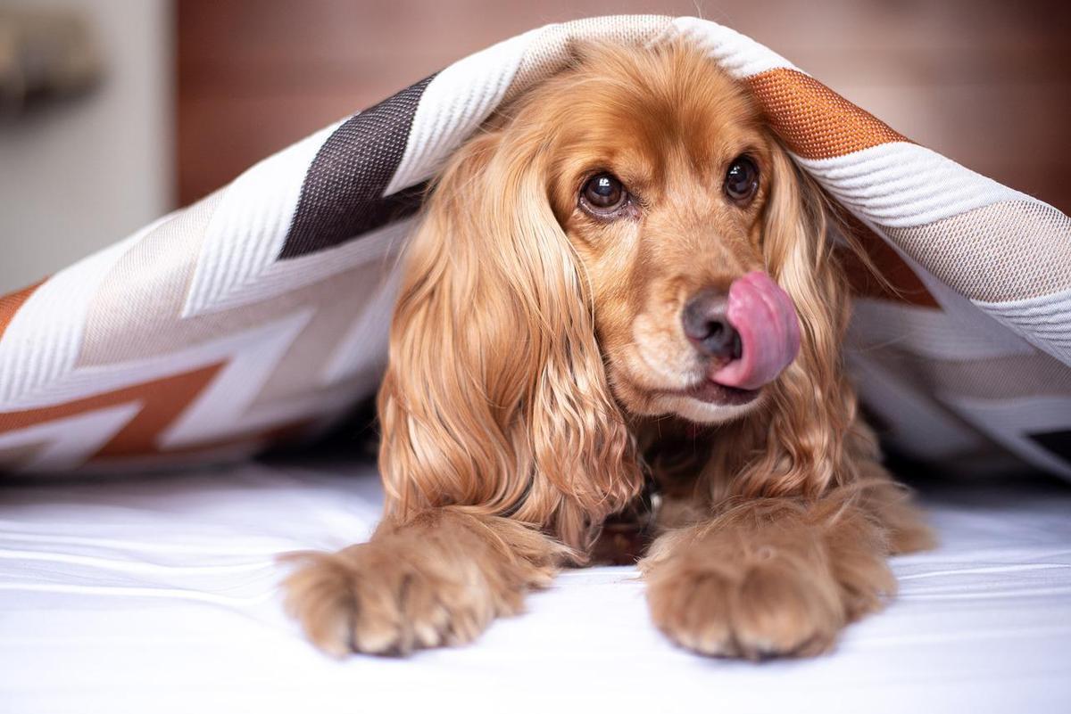 Cocker spaniel, raza de perro.