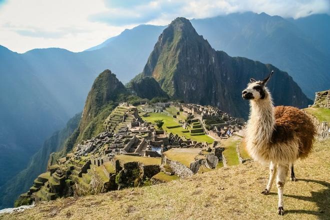 Llama en Machu Picchu