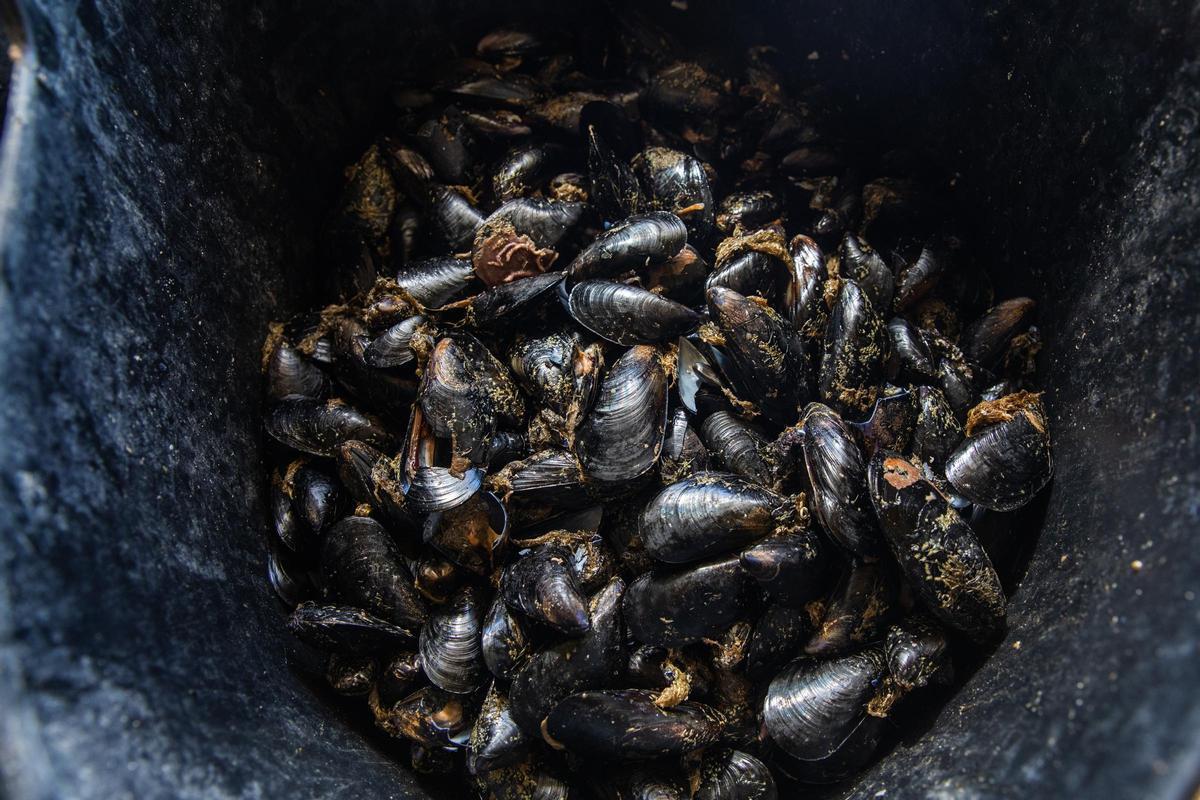 Mejillones recién recolectados