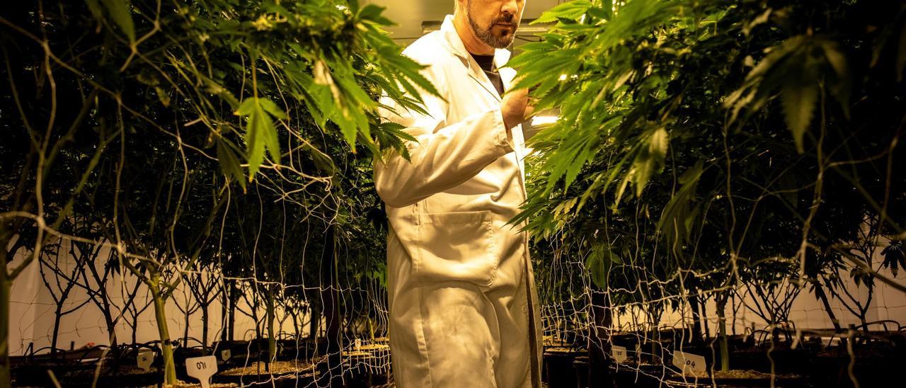 El CEO de la empresa Cilo Cybin, Gabriel Theron, observa una de sus plantaciones de cannabis en la localidad sudafricana de Pretoria.