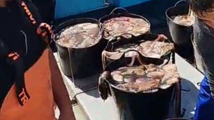 Sorprendido en O Grove un barco con 800 kilos de pulpo ilegal: «Llevamos tres meses parados, jefe»