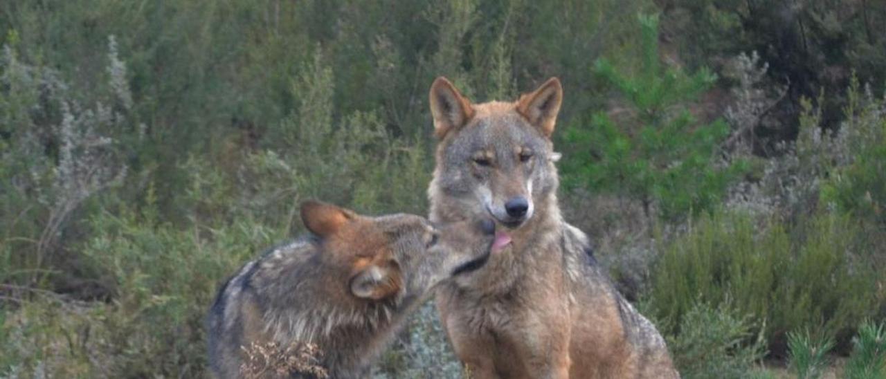 Ejemplares de lobo ibérico en el centro de conservación del lobo de la Fundación Patrimonio Natural y Biodiversidad de la Junta de Castilla y León.