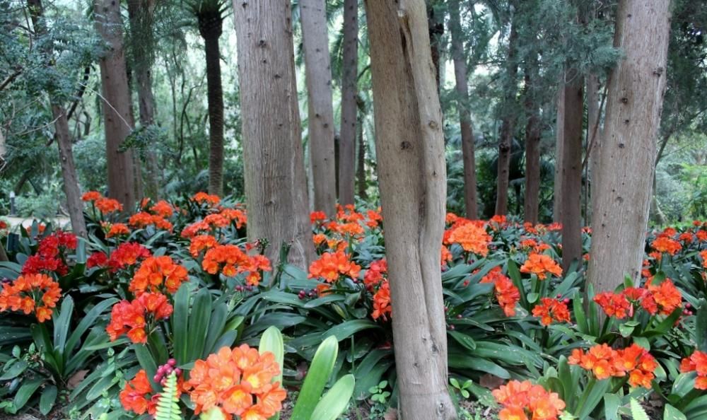 Floración en el Jardín de La Concepción.