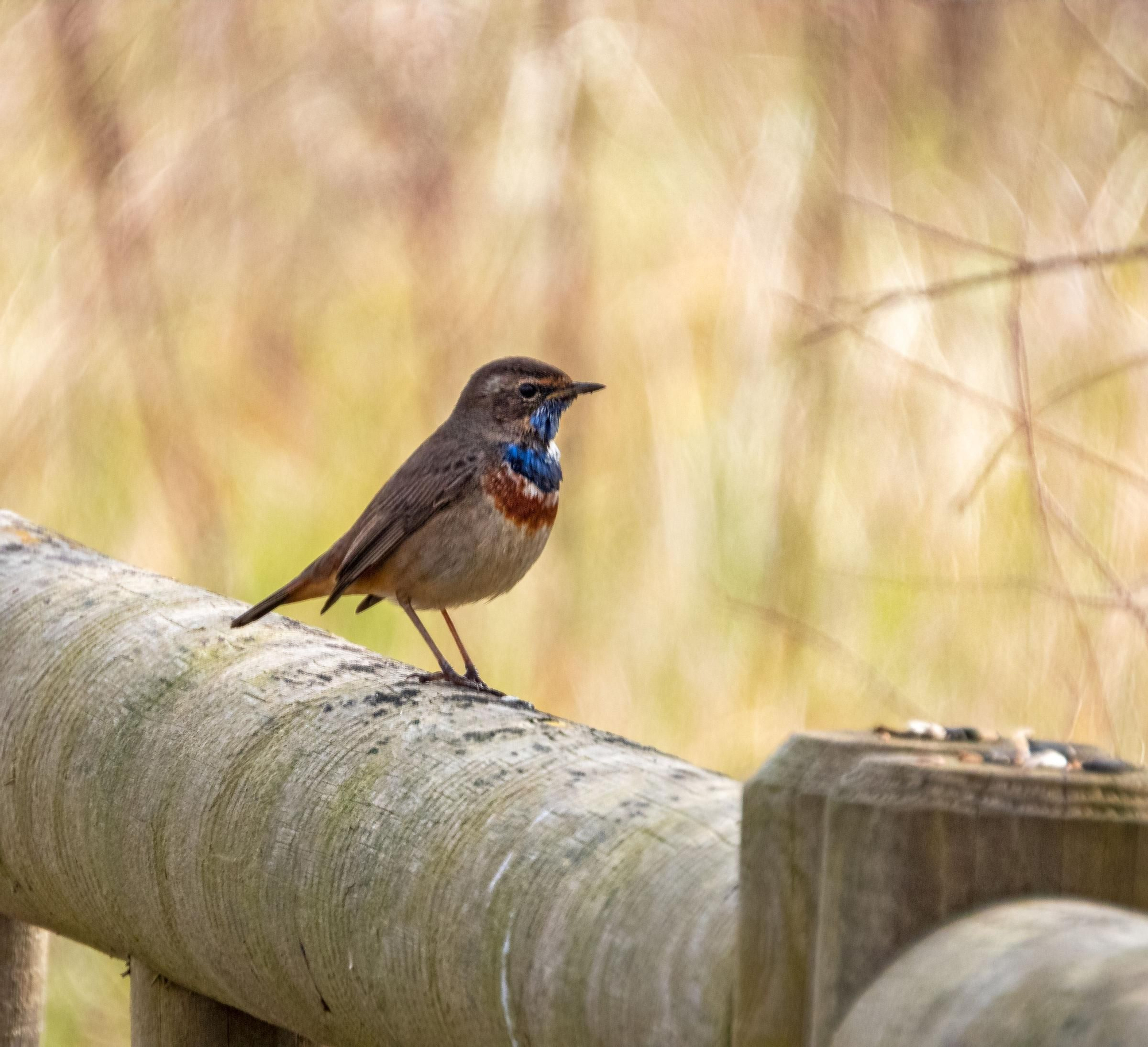 La ría, un espacio único en el que observar más de 300 especies de aves