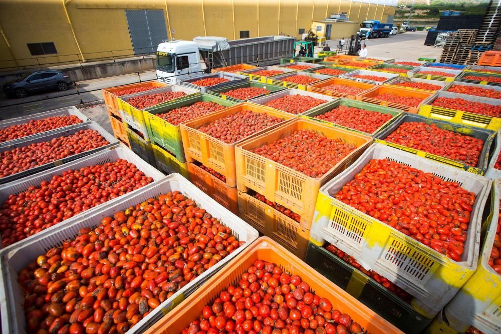 La cooperativa de La Llosa prepara los tomates para la Tomatina 2018,