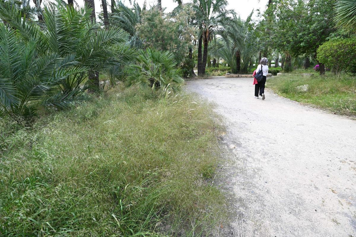 Maleza junto a las palmeras en el huerto de Altabix