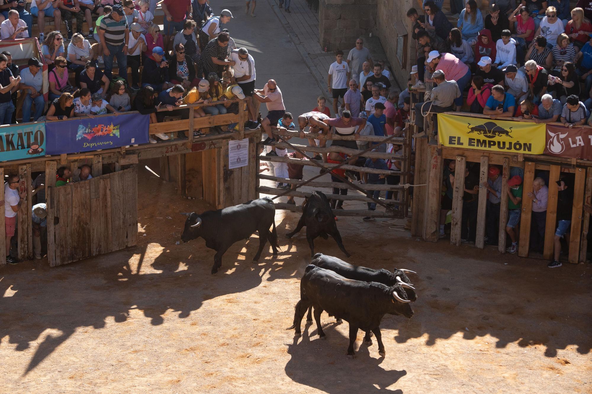 Segundo encierro en Fermoselle