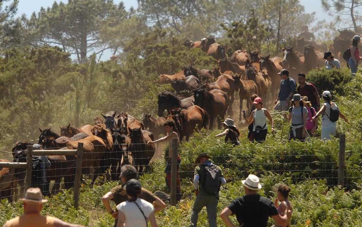 Rapa das Bestas de Sabucedo, A Estrada, 2026.