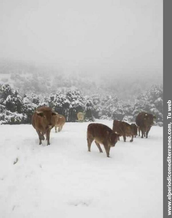 GALERÍA DE FOTOS - Primeras nieves en la provincia