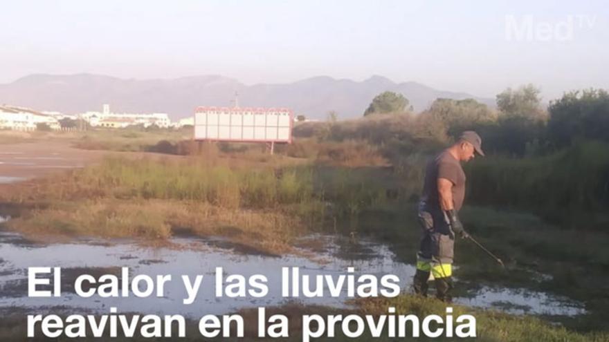 El calor y las lluvias reavivan en la provincia la plaga de mosquitos