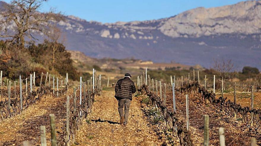 Francisco Chávarri, dueño de Bodegas Familia Chávarri, camina por un viñedo del grupo, con la sierra Cantabria al fondo. |  // CEDIDA