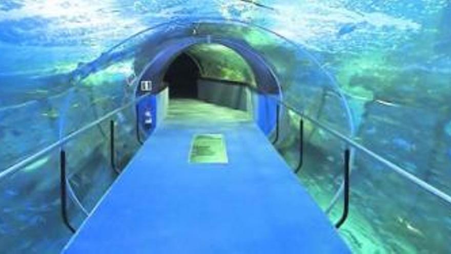 El pasillo submarino de cristal que permite disfrutar de uno de los acuarios que dirige Aquagestion, la empresa que ahora se hace cargo de las instalaciones de O Grove, donde pretende           acometer un proyecto similar.  //  Aquagestion