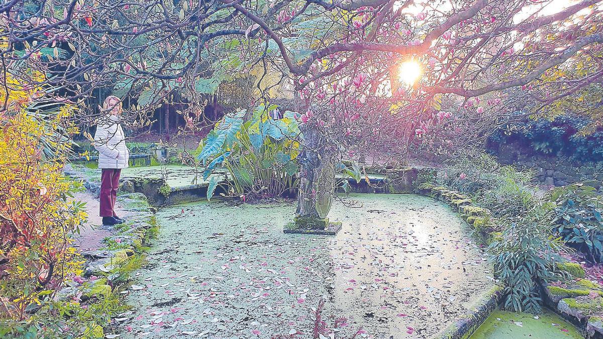 Magnolios en flor en el mes de enero en los jardines del Pazo Quiñones de León, en Vigo.