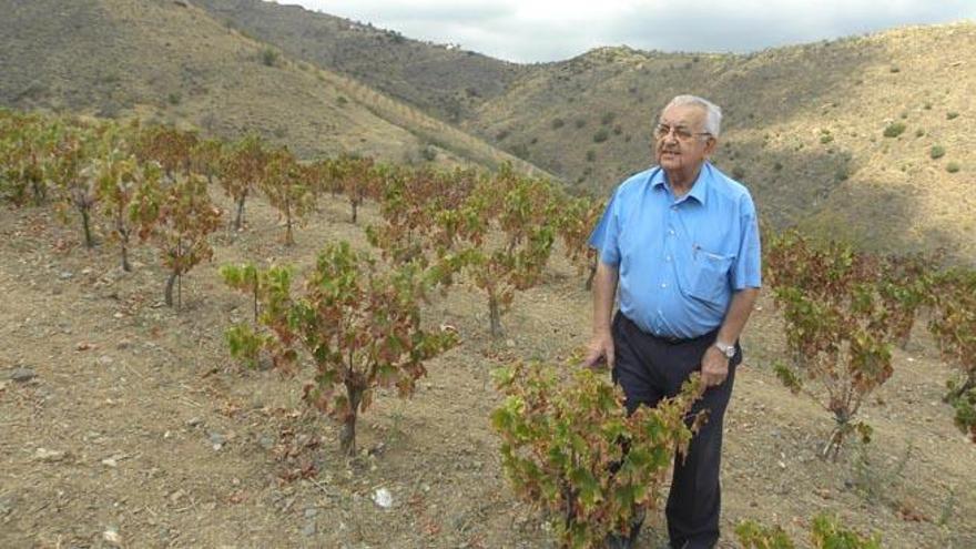 El propietario de esta empresa familiar observa una de sus viñas. Sus caldos se elaboran únicamente con la materia prima que produce en sus más de siete hectáreas de terreno.