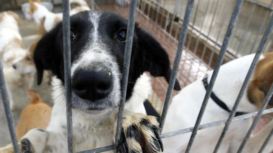 Critican la privatización de los refugios de animales