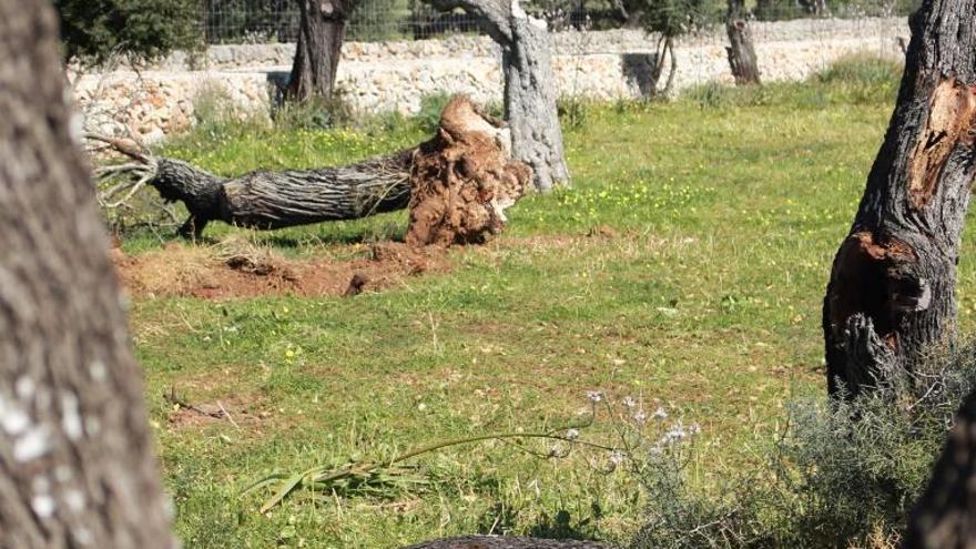 Almendros muertos en una finca de Santa Margalida.