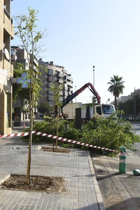 Tala de árboles en la zona del Zig Zag