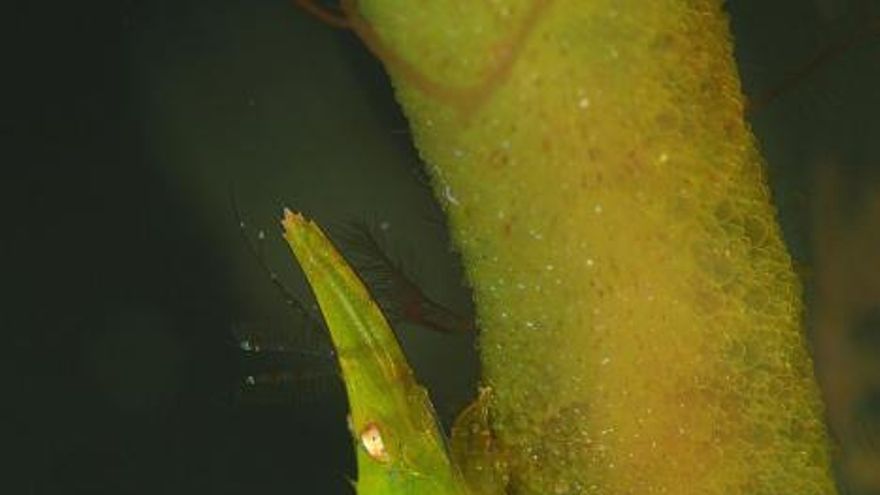 Arturo Telle y Tanausú Motas, ganadores del Fotosub isla de El Hierro