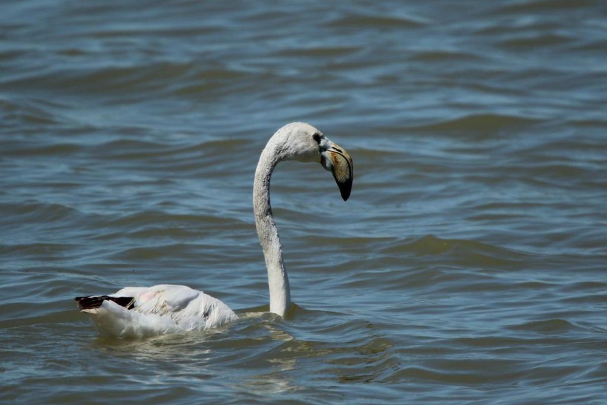 Reserva Natural Concertada Dehesa de Abajo