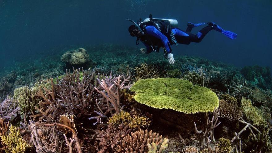Inventan una técnica parar recuperar arrecifes de coral degradados en solo cuatro años