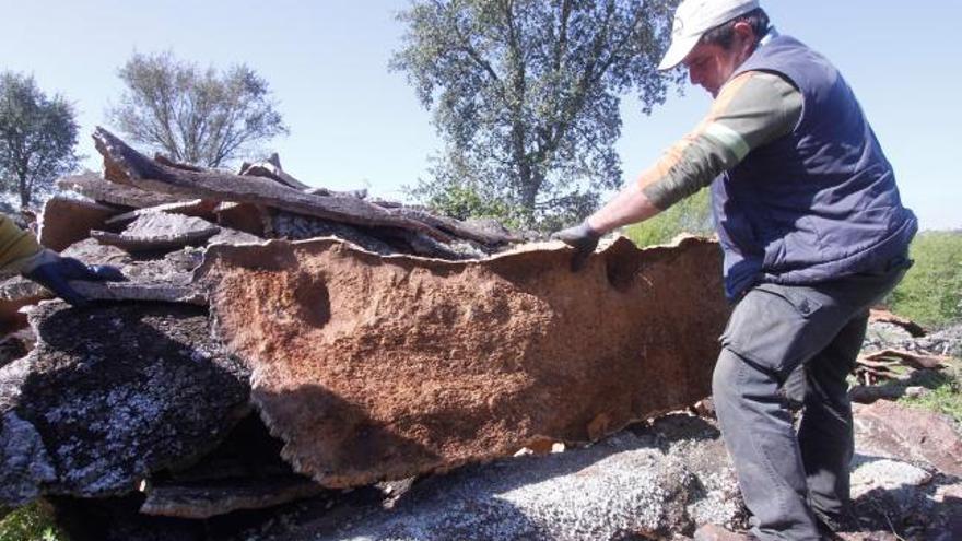 Recogida de corcho en Fornillos de Fermoselle. Tras los trabajadores, un alcornocal corona unos de los cerros de Arribes del Duero.