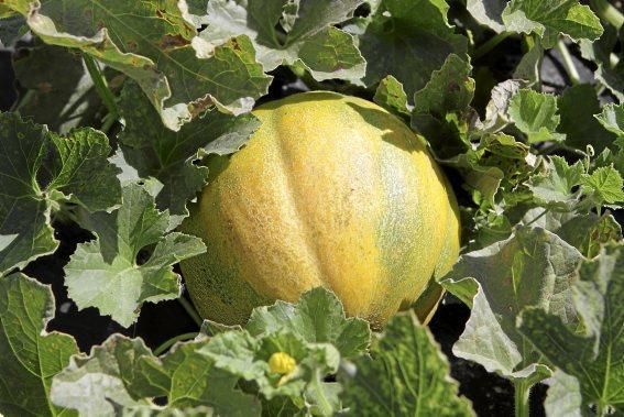 Nur auf guten Böden können gesunde Pflanzen wachsen und süße Melonen reifen. Ein Besuch zur Erntezeit auf Sa Teulera, einem Biohof bei Petra.