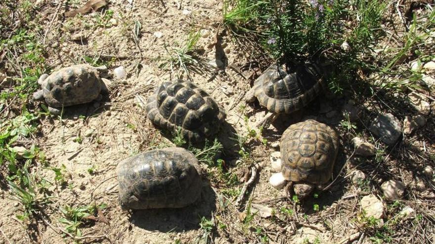 La planta fotovoltaica de Puerto Lumbreras amenaza el hábitat de la vulnerable tortuga mora