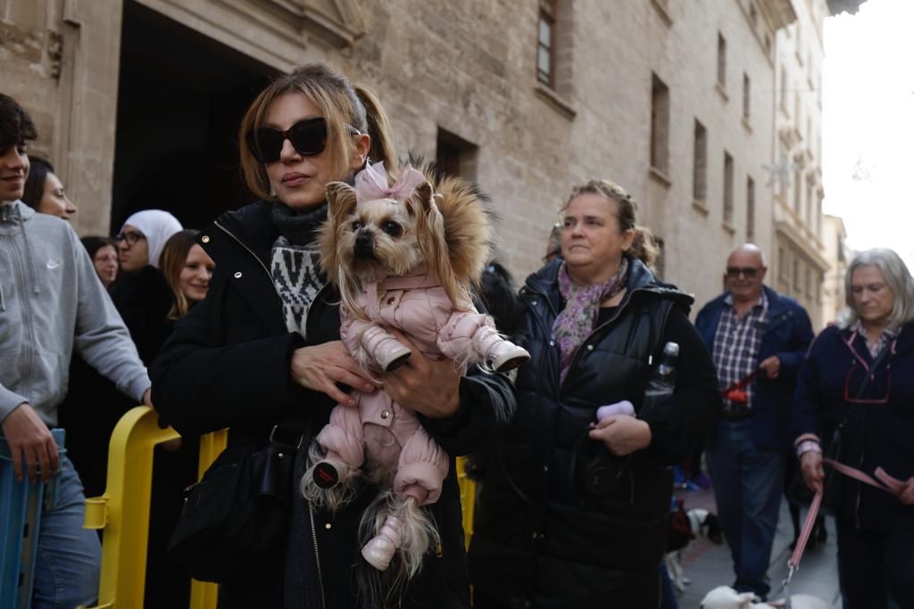 Palma celebra sus primeras 'beneïdes' sin animales exóticos por la Ley de Bienestar Animal