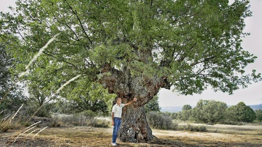 El tronchado roble