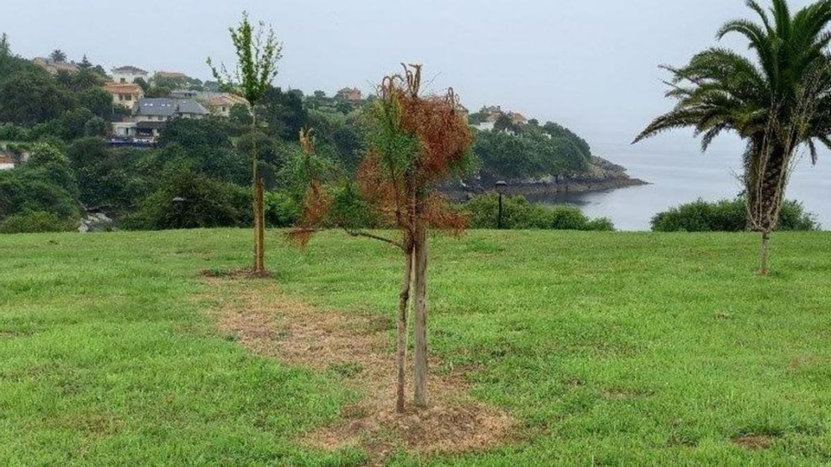 Dañan por tercera vez arbolado del parque de Canide | L.O.