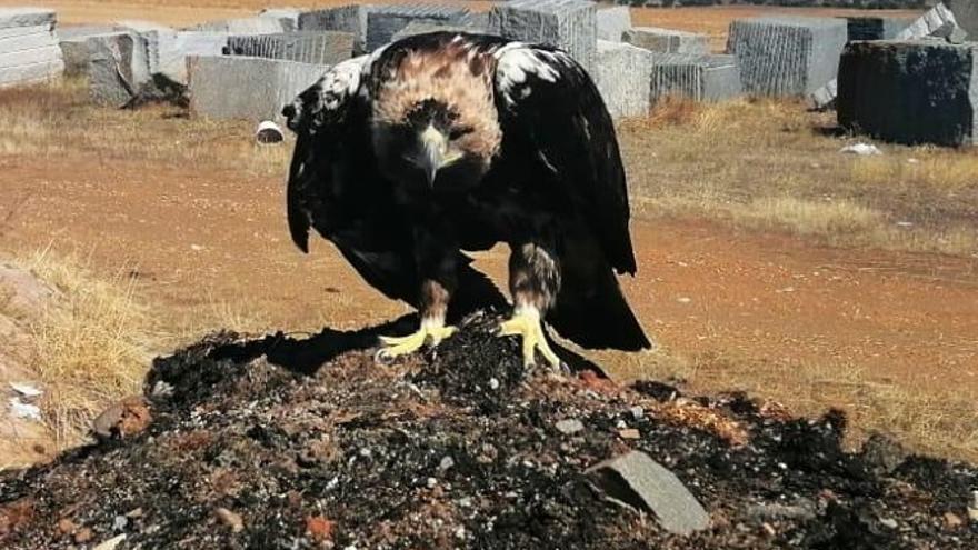 El ejemplar de águila imperial ibérica rescatado en Hinojosa del Duque.