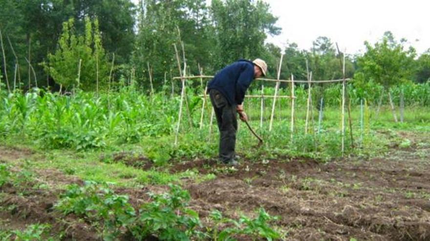 Huerta en Salvaterra de la que provienen las hortalizas ecológicas que los responsables de Cesta Fresca comercializan cada semana. / la opinión