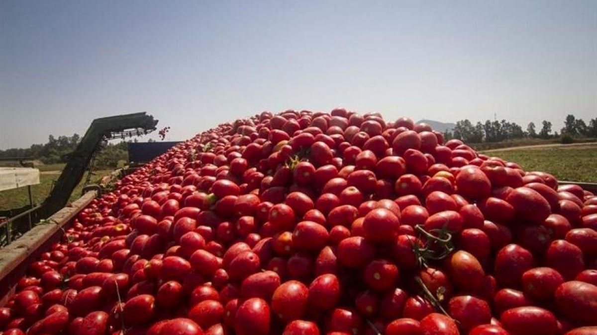 Cosecha de tomate en una foto de archivo.