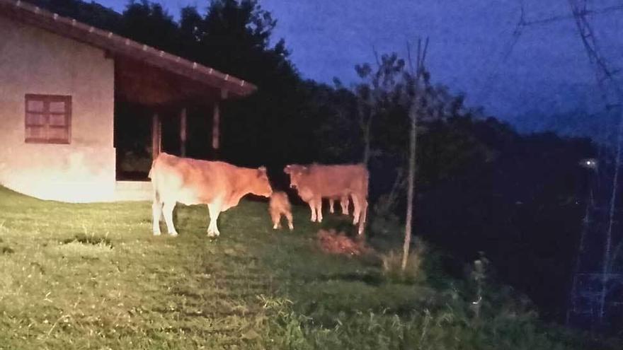 Varias vacas, junto al porche de una finca privada de Llueves.