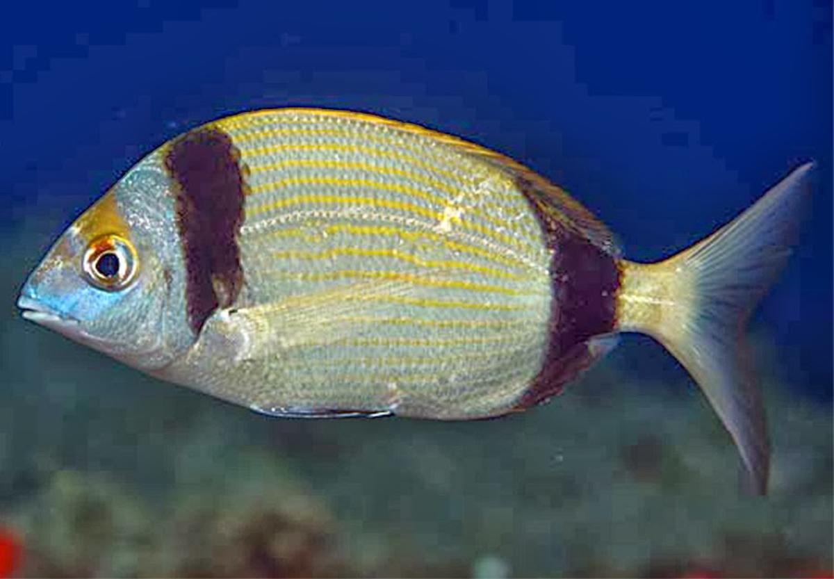 Un espécimen de saifía