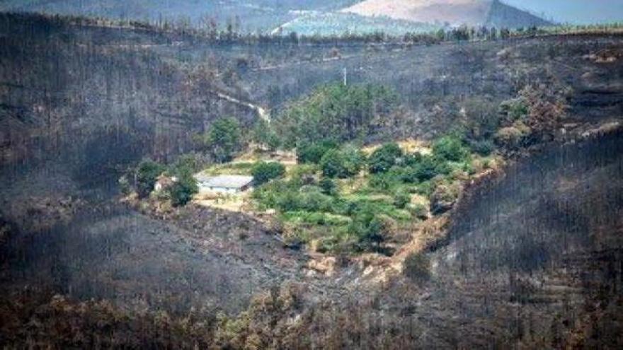 Incendio en Portugal | La aldea  que se salvó gracias a los castaños y a los olivos