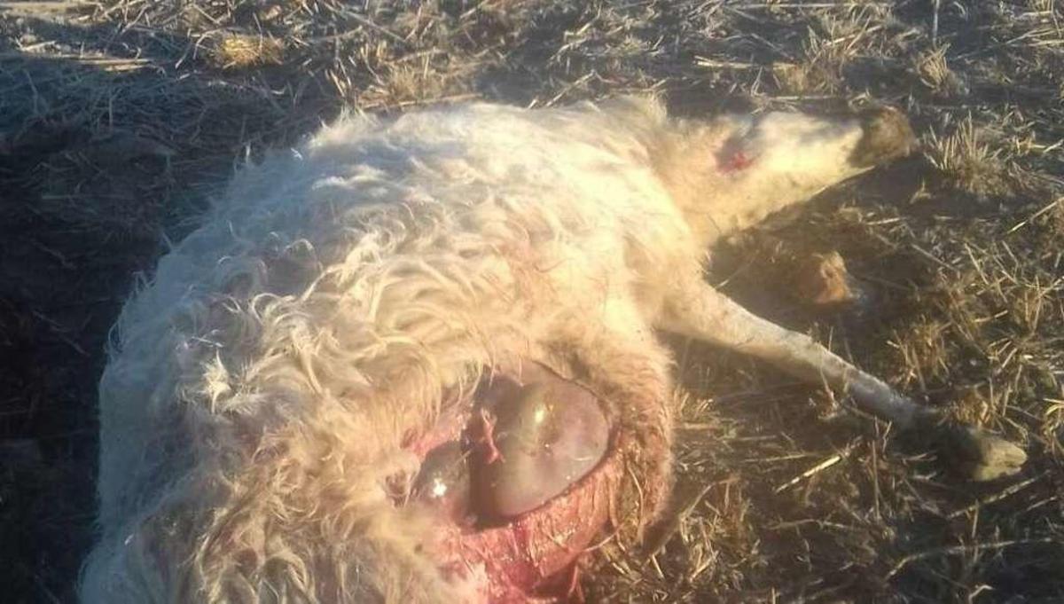 Preocupación entre los ganaderos de Sanabria por los ataques del lobo