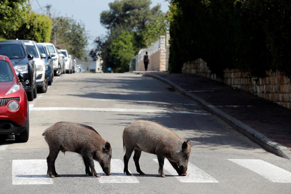 El mundo animal se abre paso