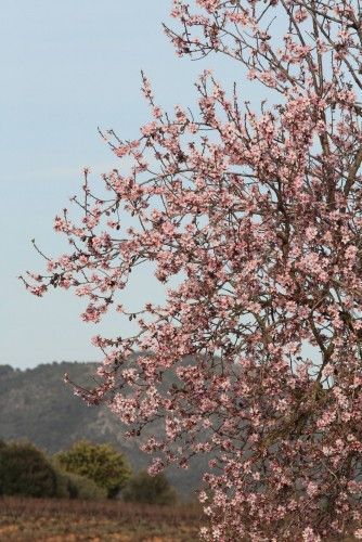 Die ersten Mandelblüten auf Mallorca