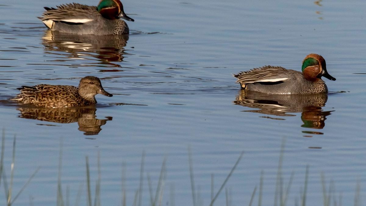 Anátidas en Doñana