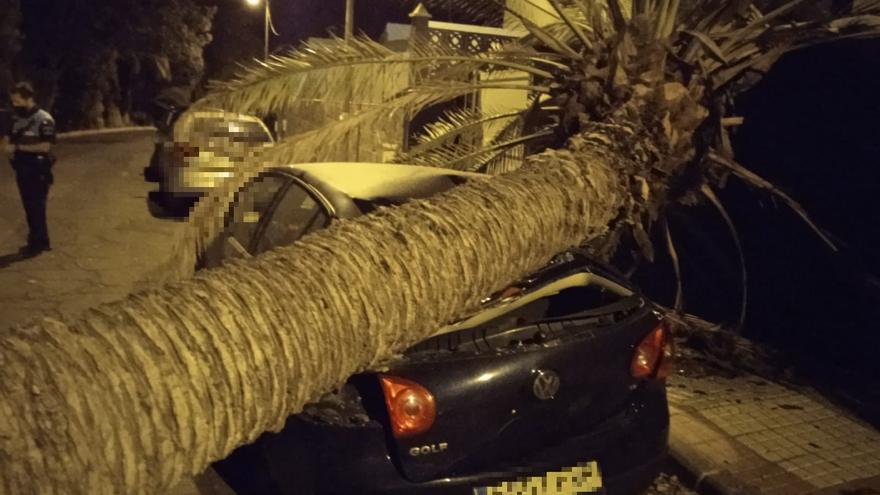 Las Palmas de Gran Canaria pierde casi 70 palmeras por caídas o talas  en lo que va de año