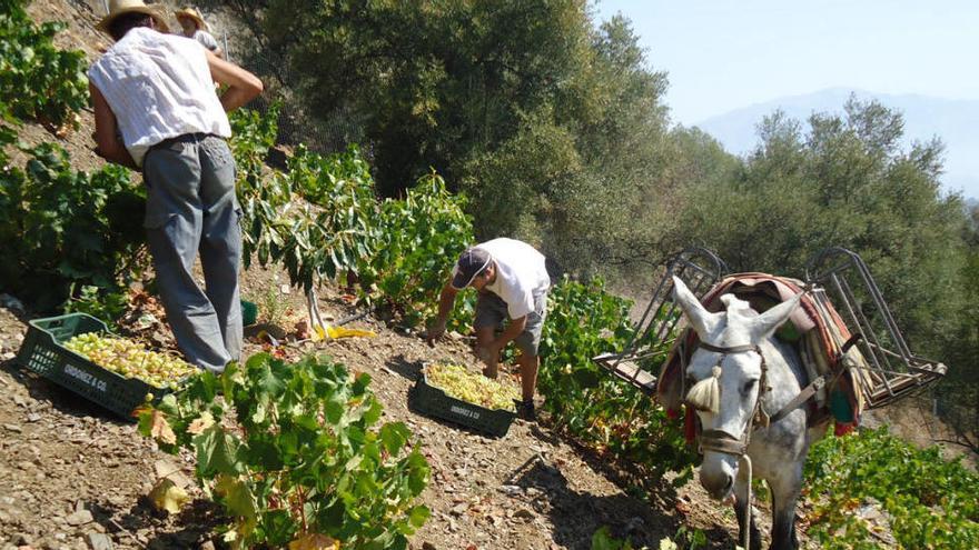 Acaba la vendimia con 3,7 millones de kilos de uva de muy buena calidad