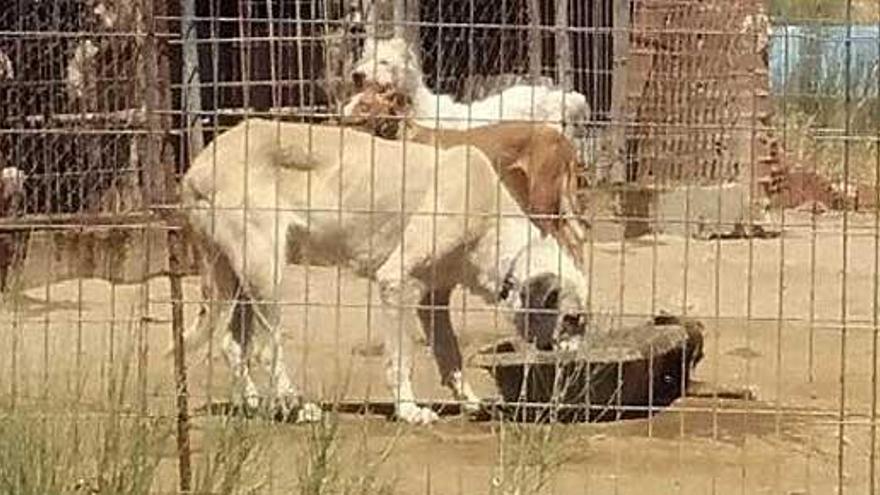 Imagen tomada por la Guardia Civil en la finca del detenido.