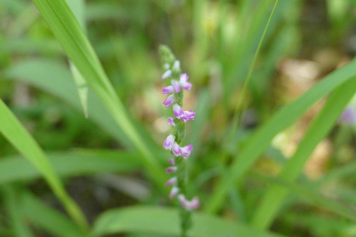 Planta de la nueva especie de orquídea.