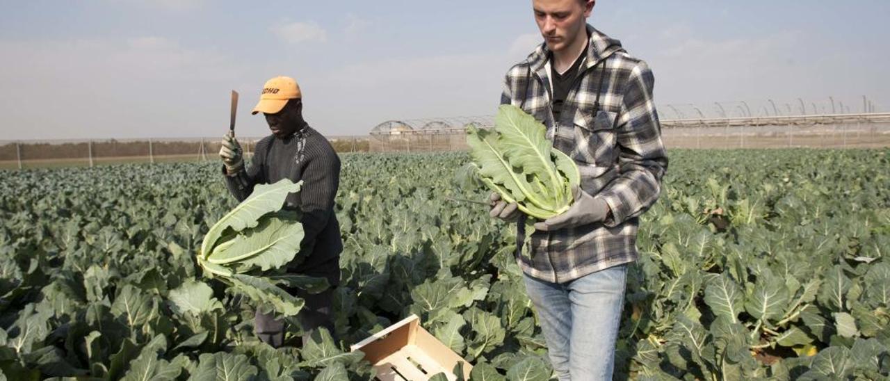 La guerra entre Moscú y Bruselas pasa factura al negocio hortofrutícola